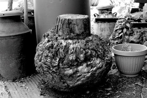 A large burl in front of Dustin's shop